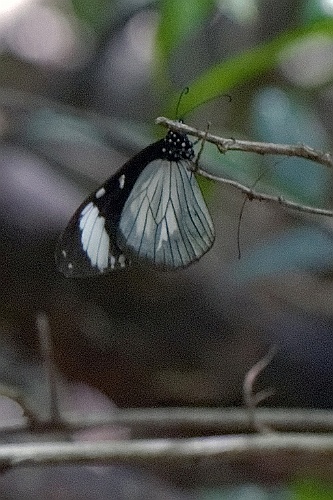 Kenia (552)